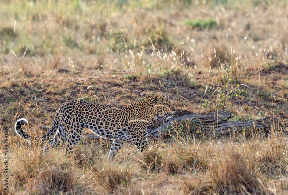 Leopard walking in the grass on a savanna in Africa Leopard walking in the grass on a savanna in Africa