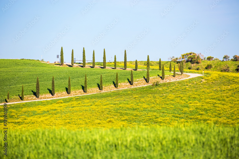 Cypress trees by a road in Tuscany