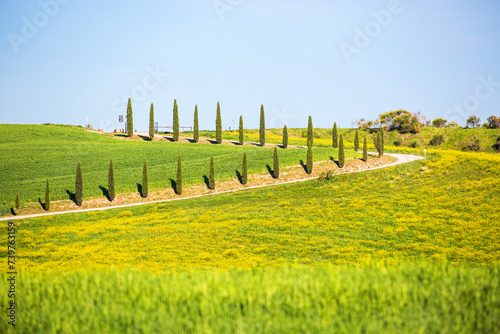 Cypress trees by a road in Tuscany