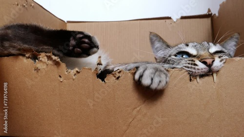 A kind and furious cat destroys a cardboard box.