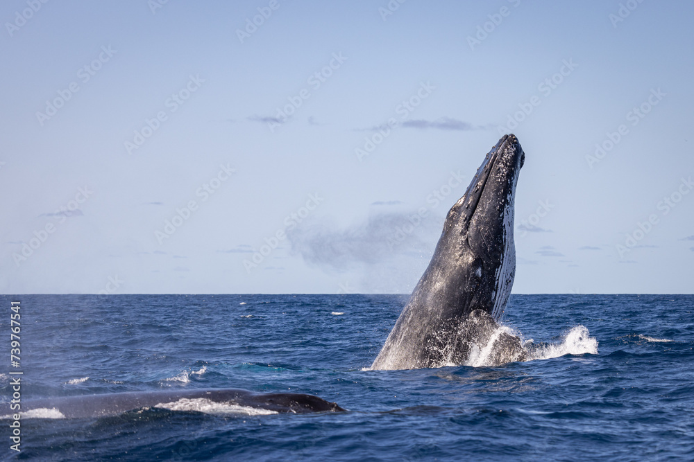 Fototapeta premium Whale breaching off the coast of NSW, Australia. 