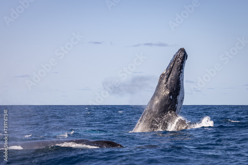 Whale breaching off the coast of NSW, Australia.  © Amanda