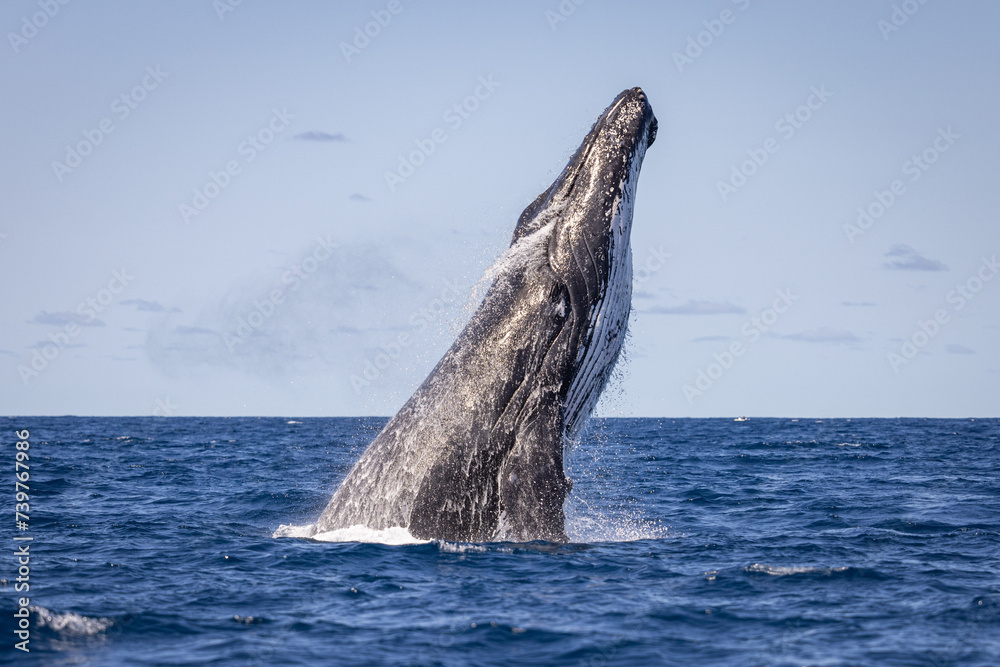 Fototapeta premium Whale breaching off the coast of NSW, Australia.