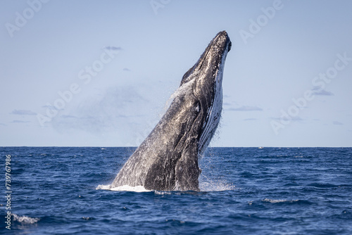Whale breaching off the coast of NSW, Australia.  © Amanda