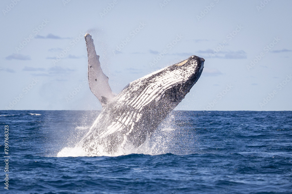 Fototapeta premium Whale breaching off the coast of NSW, Australia. 