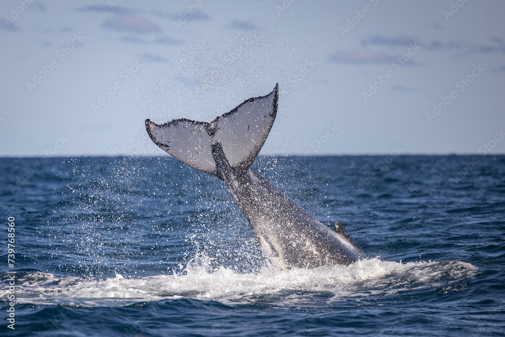 Fototapeta premium Whale breaching off the coast of NSW, Australia. 