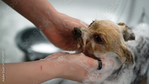 A Chihuahua is washed in a bathtub in a pet grooming salon.