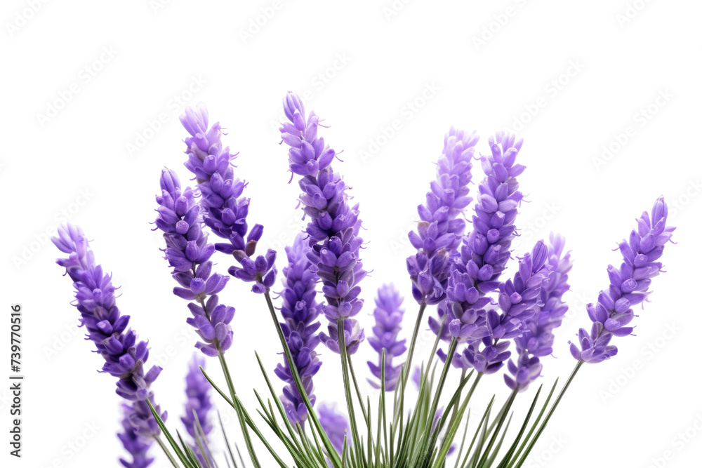 A vase containing a vibrant arrangement of purple flowers placed on a table. on a White or Clear Surface PNG Transparent Background. A vase containing a vibrant arrangement of purple flowers placed on a table. on a White or Clear Surface PNG Transparent Background.