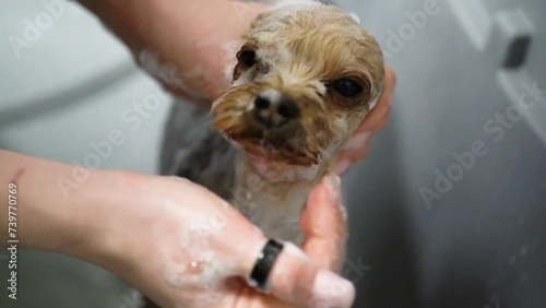 A Chihuahua is washed in a bathtub in a pet grooming salon.