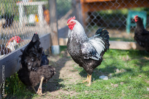 Hen and cock of Plymouth Rock chicken on traditional rural barnyard