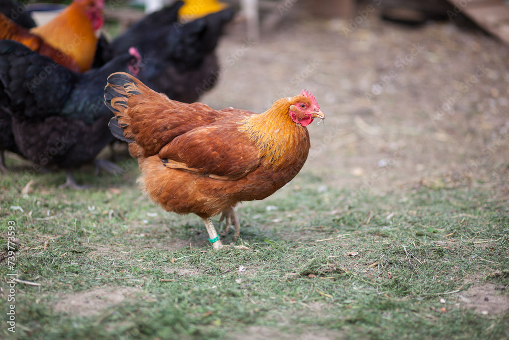 Fototapeta premium New Hampshire Red chicken on tradinional rural barnyard