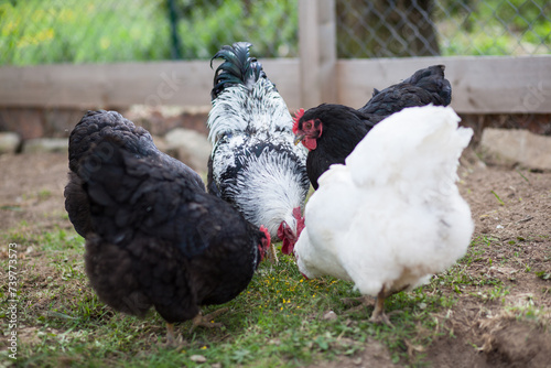 Hens and cock of Plymouth Rock chicken on traditional rural barnyard
