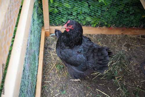 Brood-hen with little chicken in aviary photo