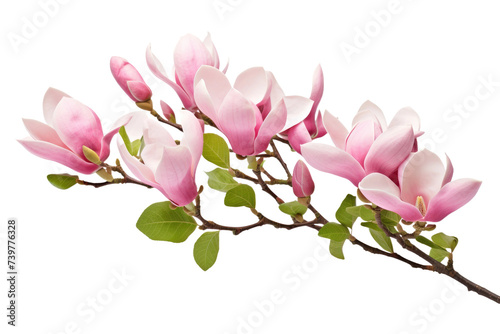 A branch filled with vibrant pink flowers and lush green leaves. on a White or Clear Surface PNG Transparent Background. © Usama