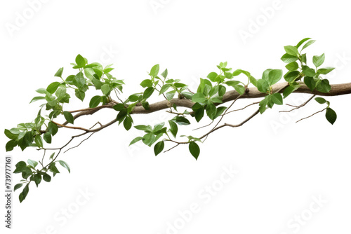 A close up photo showcasing a branch of a tree covered in vibrant green leaves. on a White or Clear Surface PNG Transparent Background.