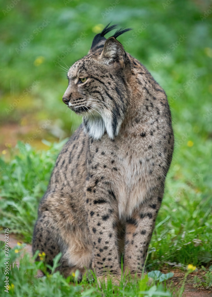 Majestic Iberian Lynx Observing Its Natural Habitat Majestic Iberian Lynx Observing Its Natural Habitat