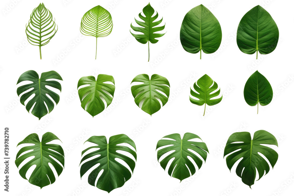 A close up photo of a bunch of green leaves. on a White or Clear Surface PNG Transparent Background. - obrazy, fototapety, plakaty 