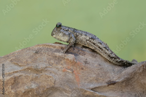A barred mudskipper is resting on a weathered log at the edge of a river mouth. This fish, which is mostly done in the mud, has the scientific name Periophthalmus argentilineatus.