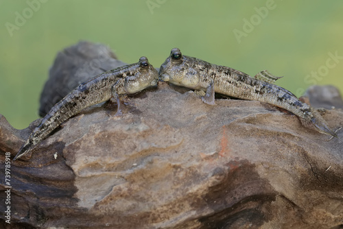 Two barred mudskippers are resting on a weathered log at the edge of a river mouth. This fish, which is mostly done in the mud, has the scientific name Periophthalmus argentilineatus.