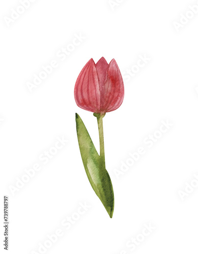 Red tulip, watercolor flower illustration, spring flower on white background, isolated design object, perfect for greeting cards, international Women's Day