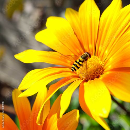 Close up of a hoverfly sitting on a yellow orange flower Calendula officinalis marigold 