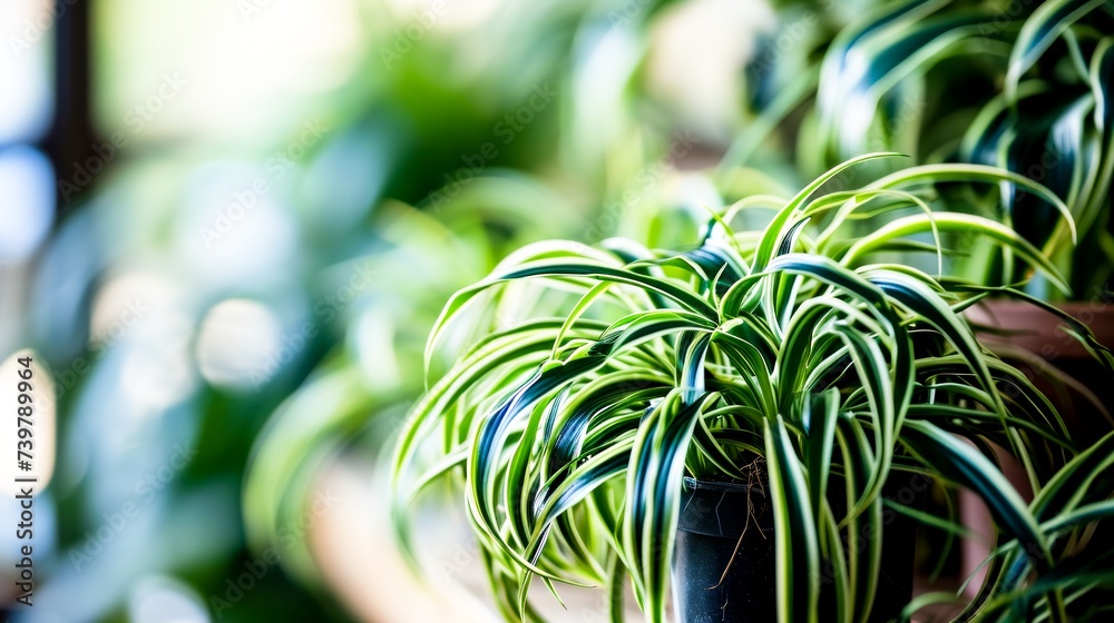  A close-up of a healthy spider plant with vibrant green and white leaves in a dark pot, backlit by soft natural light. Wallpapers, Backgrounds for eco-friendly or gardening blogs  - obrazy, fototapety, plakaty 