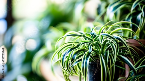  A close-up of a healthy spider plant with vibrant green and white leaves in a dark pot, backlit by soft natural light. Wallpapers, Backgrounds for eco-friendly or gardening blogs  photo