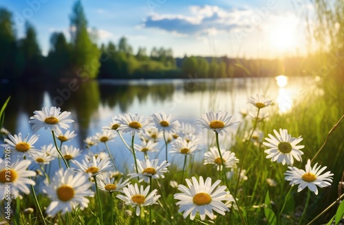 Field of Wild Daisies Bathed in Sunlight and Serenity - Generative AI