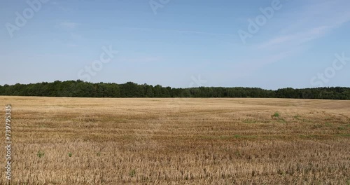 stubble left after the harvest of wheat grain, wheat field after the harvest of grain photo