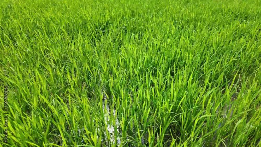 Close-up video of lush green grass swaying gently in the breeze, symbolizing growth and vitality, ideal for projects related to spring or environmental conservation Close-up video of lush green grass swaying gently in the breeze, symbolizing growth and vitality, ideal for projects related to spring or environmental conservation