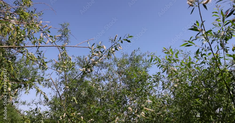 light white fluff from willow in spring, willow during flowering with a lot of white fluff with black seeds light white fluff from willow in spring, willow during flowering with a lot of white fluff with black seeds