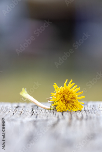 yellow flower on a green background, based on wood