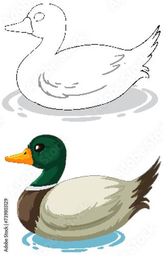 Two vector ducks floating on calm water