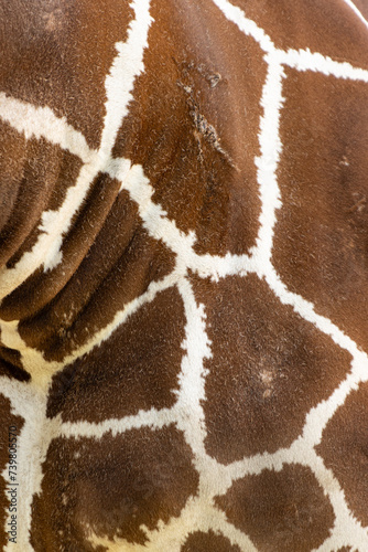 giraffe skin with fur as background.,