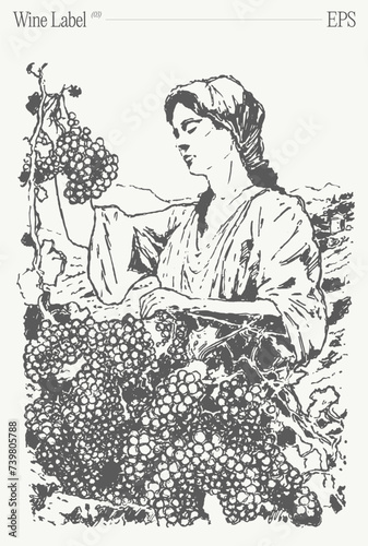 Woman picking grapes in vineyard. Label design element. Hand drawn vector illustration, sketch.