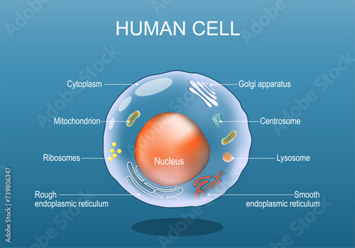 Human cell anatomy. Structure of a eukaryotic cell. photo