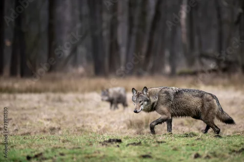 Fototapeta samoprzylepna Wilk. Wilki w polskich lasach. Wilki w województwie łódzkim. Wilki w Lasach Spalskich. Wilki w Puszczy Pilickiej.