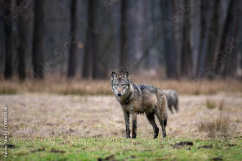 Fototapeta samoprzylepna Wilk. Wilki w polskich lasach. Wilki w województwie łódzkim. Wilki w Lasach Spalskich. Wilki w Puszczy Pilickiej.