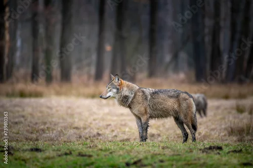 Fototapeta samoprzylepna Wilk. Wilki w polskich lasach. Wilki w województwie łódzkim. Wilki w Lasach Spalskich. Wilki w Puszczy Pilickiej.