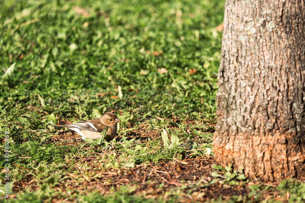 A sparrow looking for feed in the grass A sparrow looking for feed in the grass