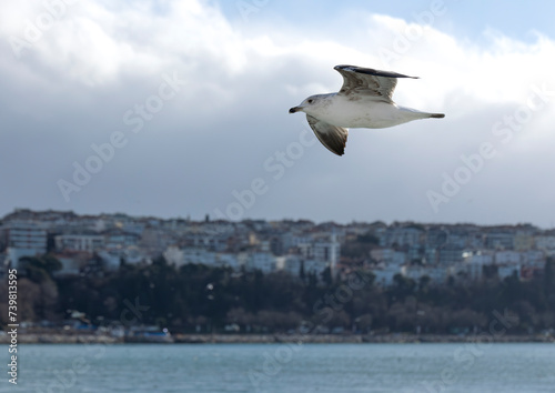 A seagull flying over the Bosphorus