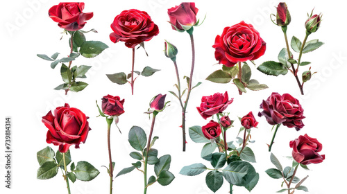 collage of red roses isolated on transparent and white background.PNG image © CStock