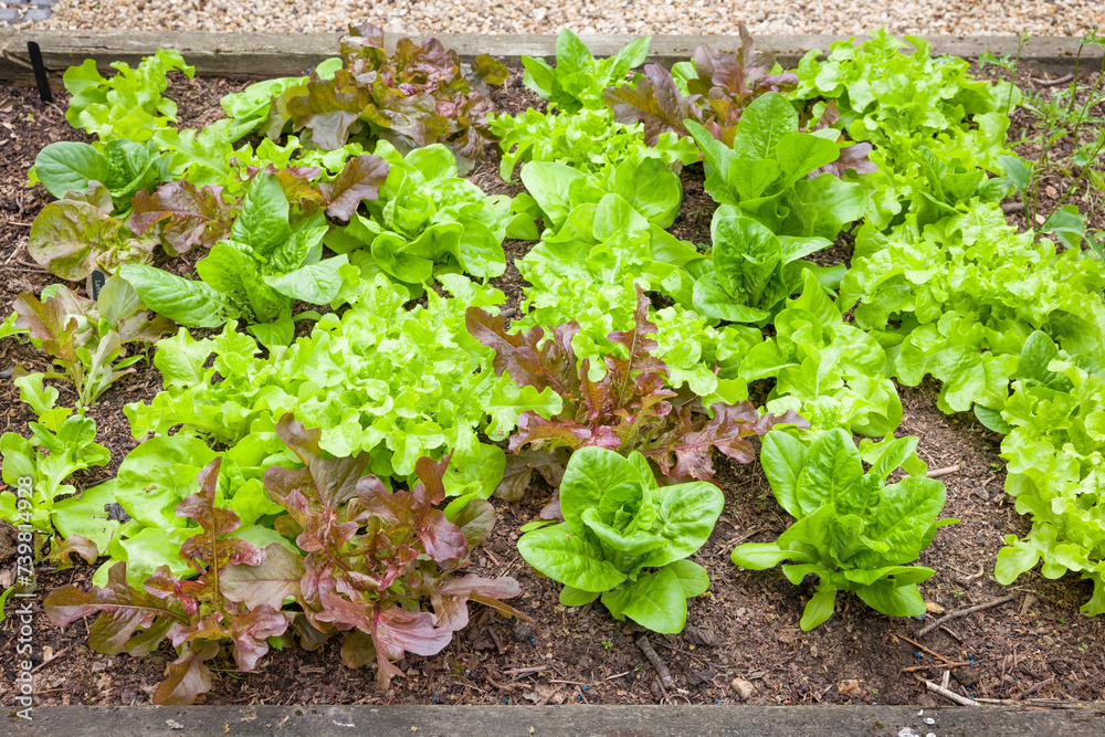 Mixed lettuce plants, growing in a garden, UK