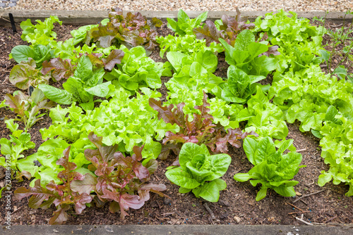 Mixed lettuce plants, growing in a garden, UK