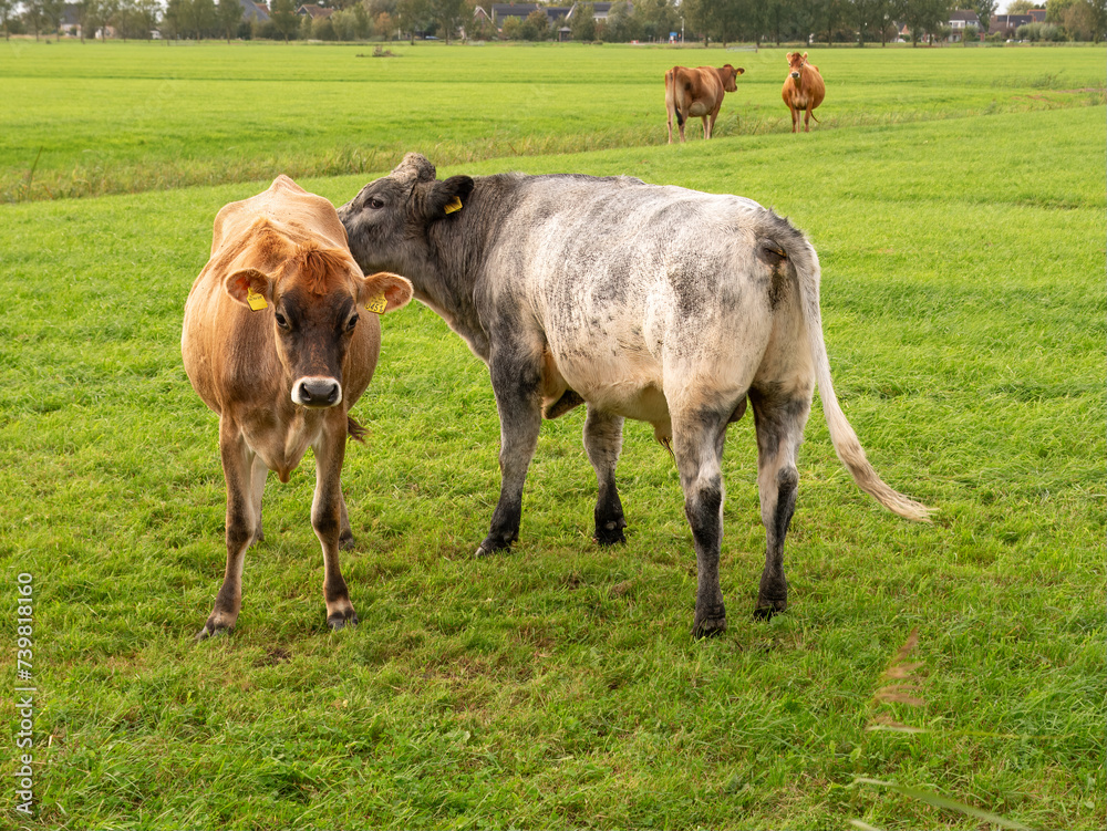 Bull sniffing rear end of Jersey cow on pasture near Raard, Friesland, Netherlands Bull sniffing rear end of Jersey cow on pasture near Raard, Friesland, Netherlands