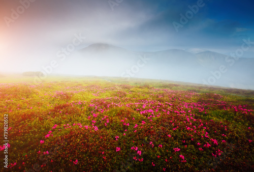 Magical fields of blooming rhododendron flowers in the highlands. Carpathians  Chornohora National Park  Ukraine.