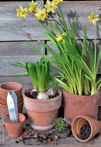 potted of narcissus and Hyacinth with terra cotta flower pot on wooden backgr...