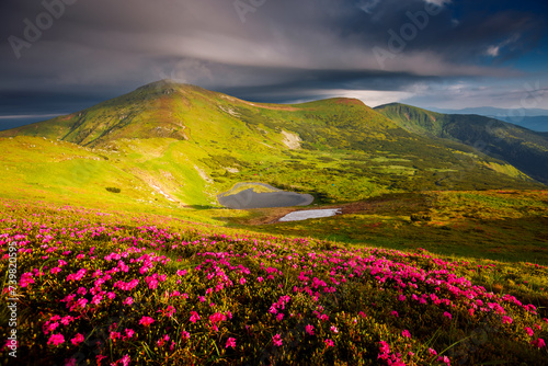 Magical fields of blooming rhododendron flowers in the highlands. Carpathians, Chornohora National Park, Ukraine.