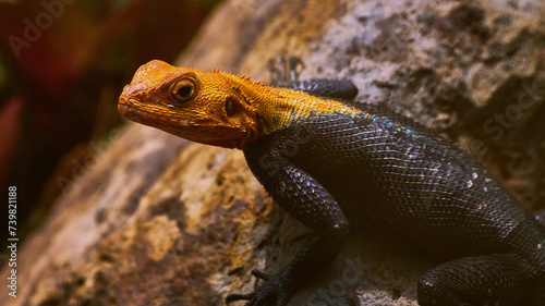 Εκτύπωση καμβά Reunion Island lizard Numibian rock agama (Agama planiceps Peters, 1862) basking