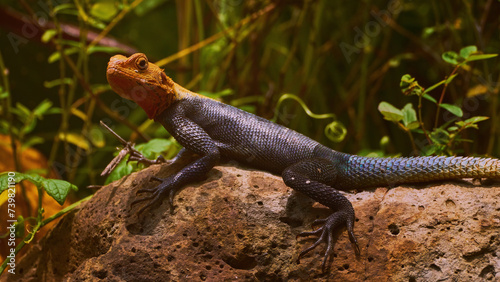 Reunion Island lizard Numibian rock agama (Agama planiceps Peters, 1862) basking on a rock